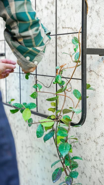 Uno de los primeros desarrollos fueron diferentes diseños de tutores para plantas.