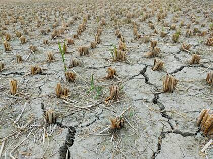 Uno de los principales efectos de El Niño es la sequía en territorios cultivables, lo que genera grandes pérdidas económicas