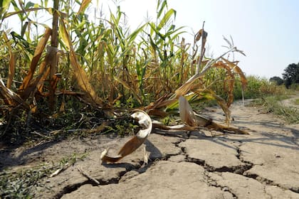 El maíz también ya sufrió un fuerte impacto por la sequía