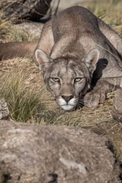 Uno de los pumas que pueblan el refugio, fue rescatado por el proyecto y ahora crece protegido por sus cuidadores.
