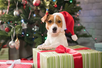Uno de los regalos habituales durante la temporada navideña en Estados Unidos es un cachorro (Adobe Stock)