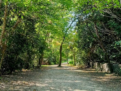 Uno de los senderos de la reserva ecológica de Costanera Sur