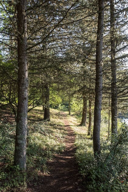 Uno de los senderos que llevan al río.