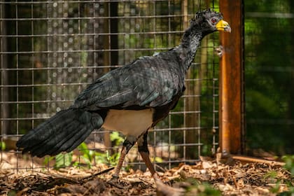 Uno de los siete ejemplares de muitú liberados en Corrientes.