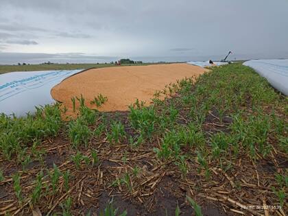 Uno de los silobolsas rotos en la zona Huanguelen, estiman perdidas por un millon de pesos