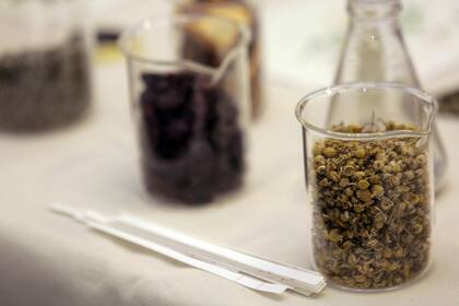 Uno de los talleres olfativos que da Melina Napolitano