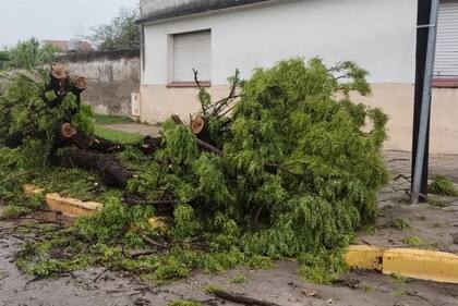 Uno de los tantos árboles caídos