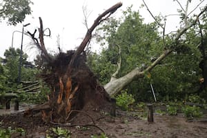 ¿Por qué se cayeron tantos árboles verdes durante la tormenta? Esto sostienen los expertos