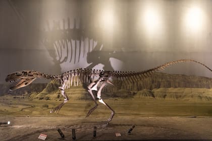 Uno de los tantos fósiles encontrados en Ischigualasto. Se puede ver en el museo de sitio.