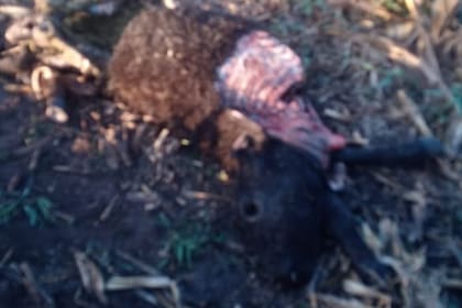 Uno de los terneros atacados por los perros