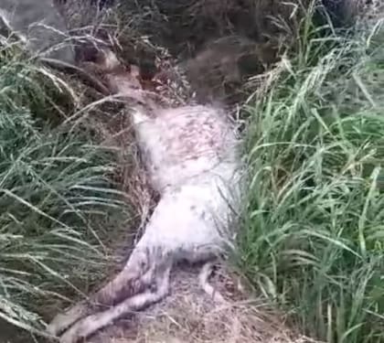Uno de los terneros muertos por un puma en el campo de Garciarena