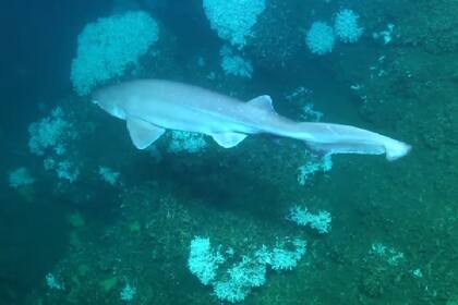 Uno de los tiburones que fue visto durante la expedición en Uruguay