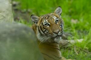 Un tigre siberiano mató a una cuidadora frente a los visitantes de un zoológico