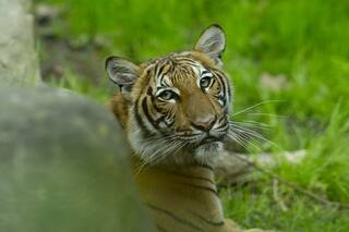 Un tigre siberiano mató a una cuidadora frente a los visitantes de un zoológico