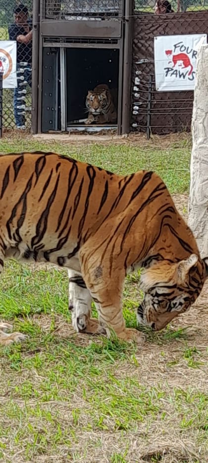 Uno de los tigres reconoce el terreno, mientras otro se apresta a dejar la jaula dentro de la que viajó
