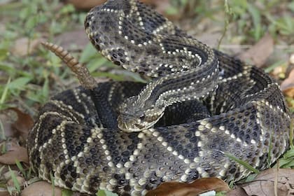 Uno de los tipos de serpiente cascabel es la Crotalus durissus, la cual puede alcanzar más de 1,50 metros de longitud