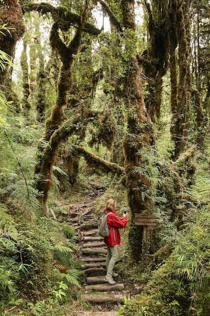 Uno de los tupidos senderos del Parque Nacional Pumalín.
