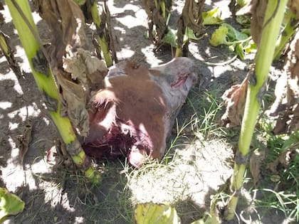 Uno de los últimos golpes que sufrió el productor