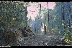 Esta es la principal hipótesis sobre la desaparición de una yaguareté en Chaco