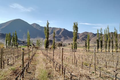 Uno de los viñedos de altura en Cachi, Salta