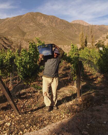 Uno de los viñedos más altos del mundo en Huacalera, Jujuy.