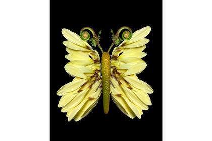 Uno de sus experimentos, obras de arte con flores.