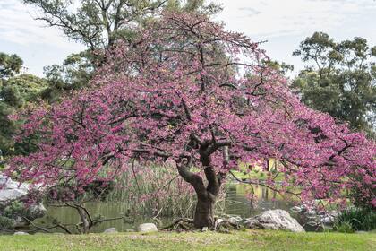 Unos 40 árboles atraen con sus sutiles y exquisitos rosas claros y oscuros.