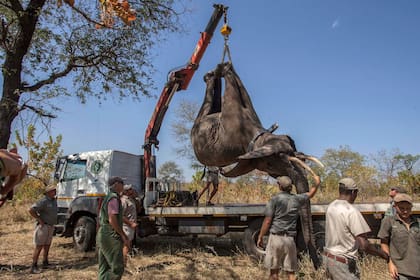 Unos 500 elefantes fueron relocalizados dentro de Malawi