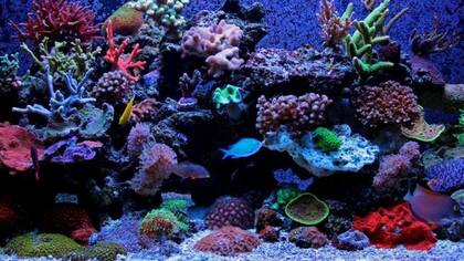 Unos hackers lograron ingresar al sistema de un casino a través de una pecera conectada a Internet