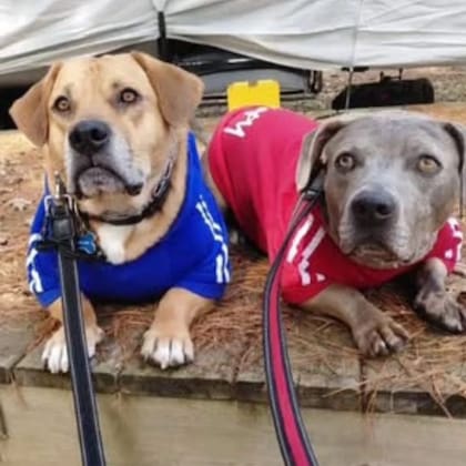 Unos meses después de adoptar a Andy, la familia sumó a la casa a otro perro, Ellis.