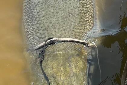 Unos pescadores atraparon a un pez caimán que rompió un récord guiness por sus dimensiones
