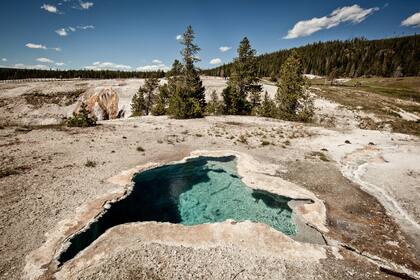 Upper Geyser Basin, el sitio donde se concentra la mayor cantidad de géiseres del parque.