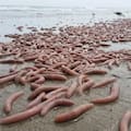 Un extraño gusano marino apareció en las costas de Chubut y preocupó a turistas y residentes