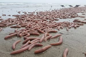 Un extraño gusano marino apareció en las costas de Chubut y preocupó a turistas y residentes