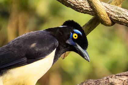 URRACA CRIOLLA (Cyanocorax chrysops). Se alimentan activamente en grupos de diez a doce individuos. Se encuentra en bosques  abiertos y bordes de bosques y también ocasionalmente en matorrales o en arboledas en áreas agrícolas. Tienen la capacidad de silbar e imitar. En relación a su conducta alimentaria, son marcadamente adaptables a las circunstancias y variados en sus gustos.
