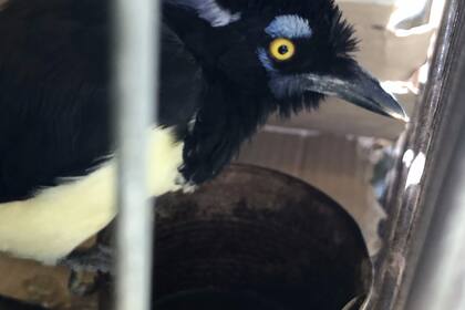 Urruca rescatada del mercado ilegal de tráfico de especies - Crédito: Fundación Temaikèn