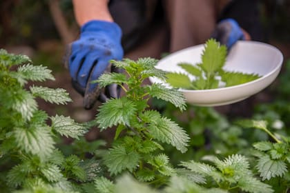 Urtica urens es la ortiga que crece silvestre en la Argentina