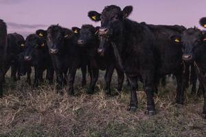 Uruguay exporta aproximadamente el 80 por ciento de su carne de res.Credit...