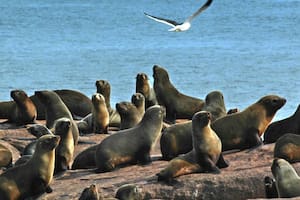 Registran en Uruguay el primer caso de gripe aviar en un lobo marino en la Playa del Cerro