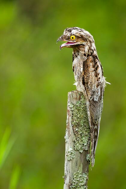 Urutaú, una especie que se mimetiza con troncos y postes, habita en esta zona de Misiones.