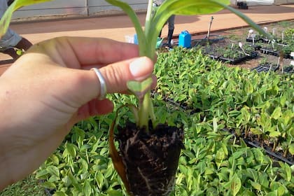 “Usamos plantines que son meristemas que se hacen en laboratorio", dijo Salvador Muñoz