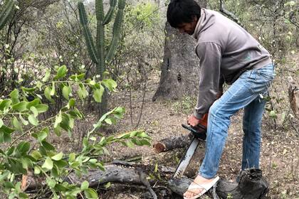 Su papá es el encargado de cortar la lecha con motosierra que después usan para cocinar, para hacer fuego y para hervir agua