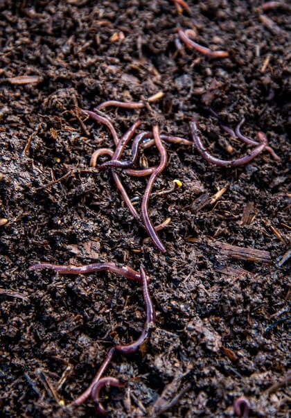 Usar compost casero, tierra viva o sustratos no esterilizados alimenta y protege las plantas