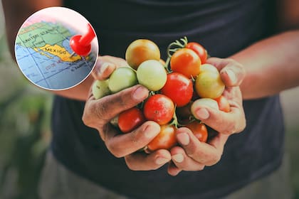 US$2700 millones en importaciones de tomate mexicano en 2023 ahora sujetas al nuevo impuesto de casi 21%