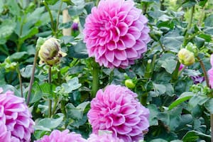 Uso Exclusivo Revista Jardin