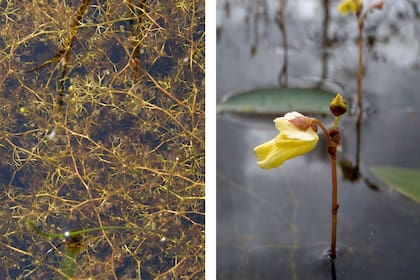 Utricularia minor es una planta carnívora del género Utricularia que también es notable por su tamaño diminuto