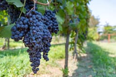 Acuerdo Mercosur-Unión Europea: para las economías regionales es clave cómo se repartirán las cuotas