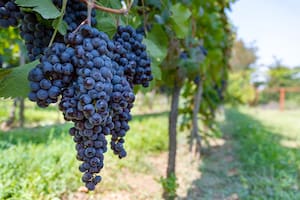 Para las economías regionales es clave cómo se repartirán las cuotas