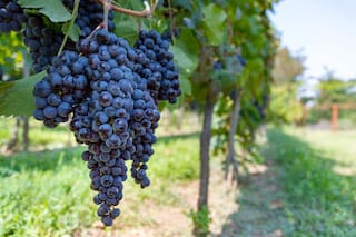 Para las economías regionales es clave cómo se repartirán las cuotas