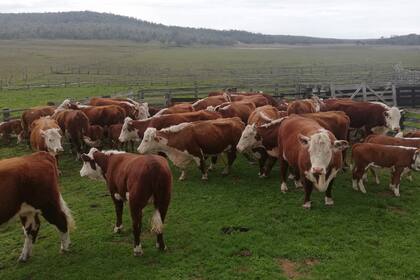 Una hacienda Hereford en Tierra del Fuego